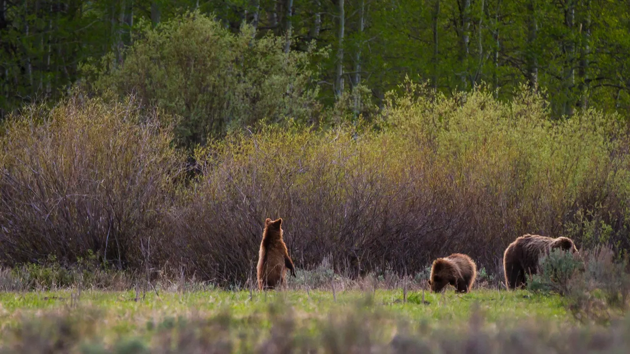 Alfredo Mora Photography Bears-5.jpg