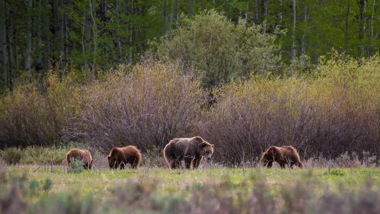 Alfredo Mora Photography Bears-4.jpg