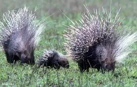 crested porcupines.jpg