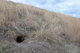 porcuppine burrow.jpg