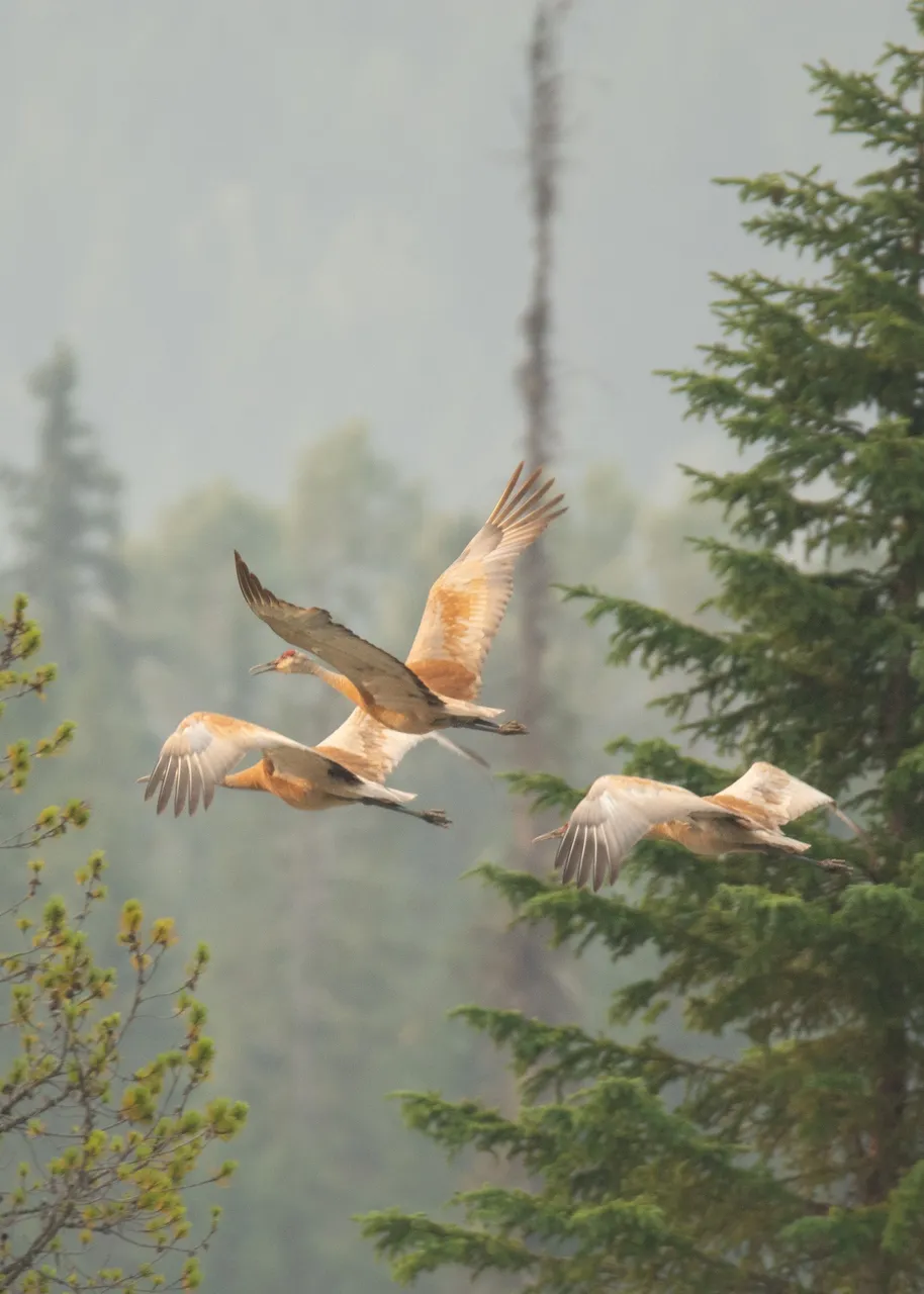 july_2021_dmarkel_blaeberry_flying_cranes_full.jpg