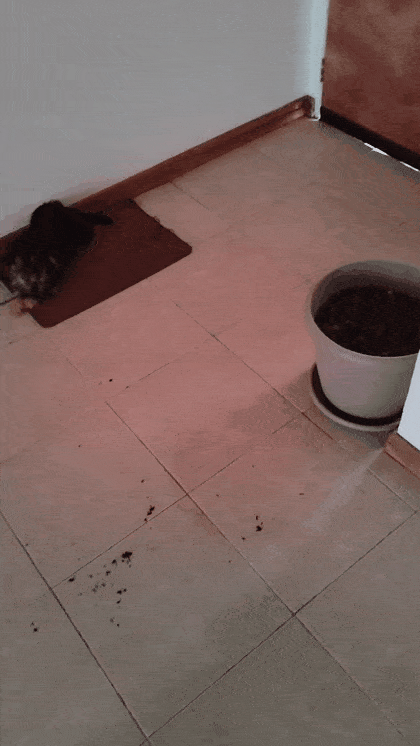 GIF_20250310_104328_079.gif