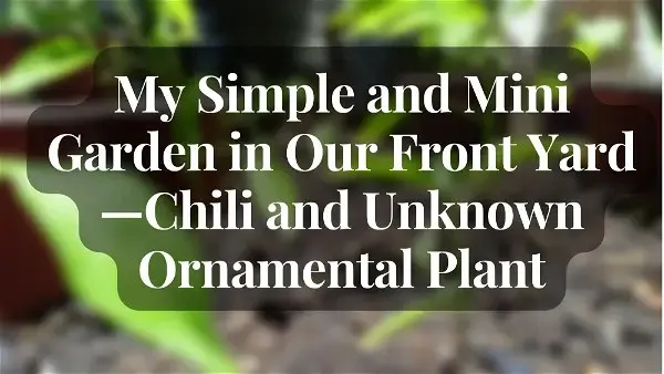 Gardening and Planting Chili.jpg
