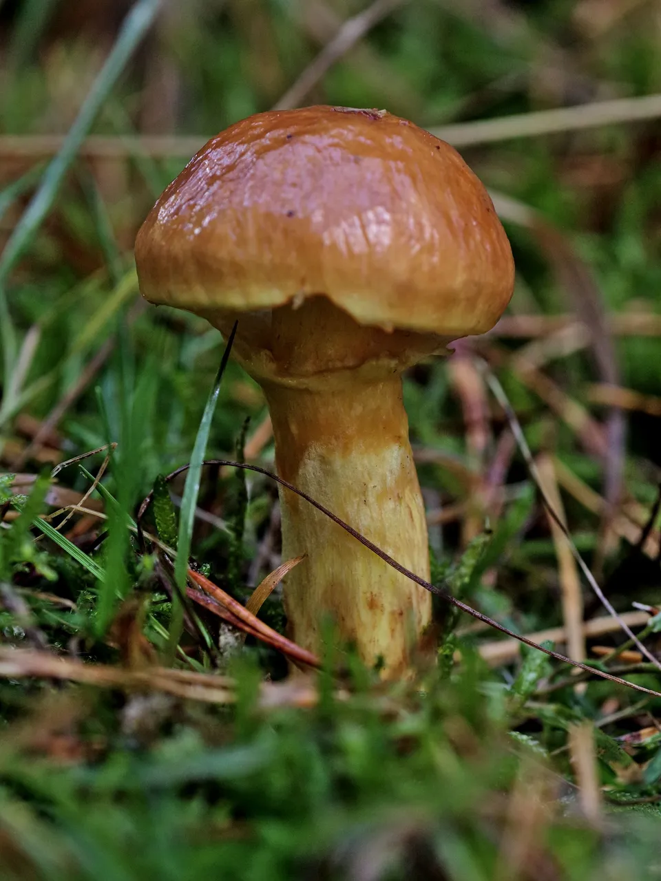 IMGP3664.jpg