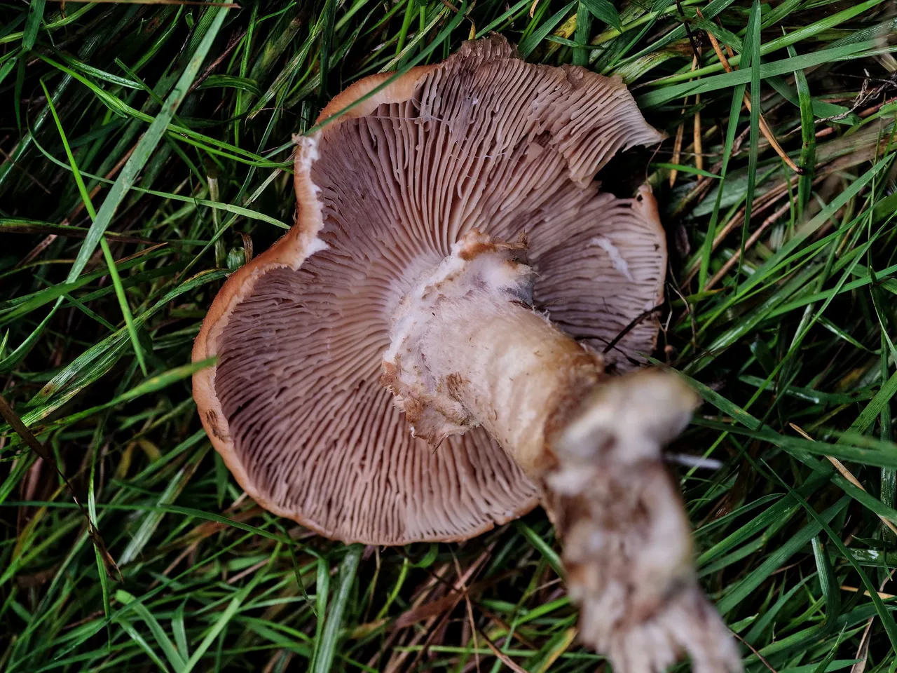 IMGP3633.jpg