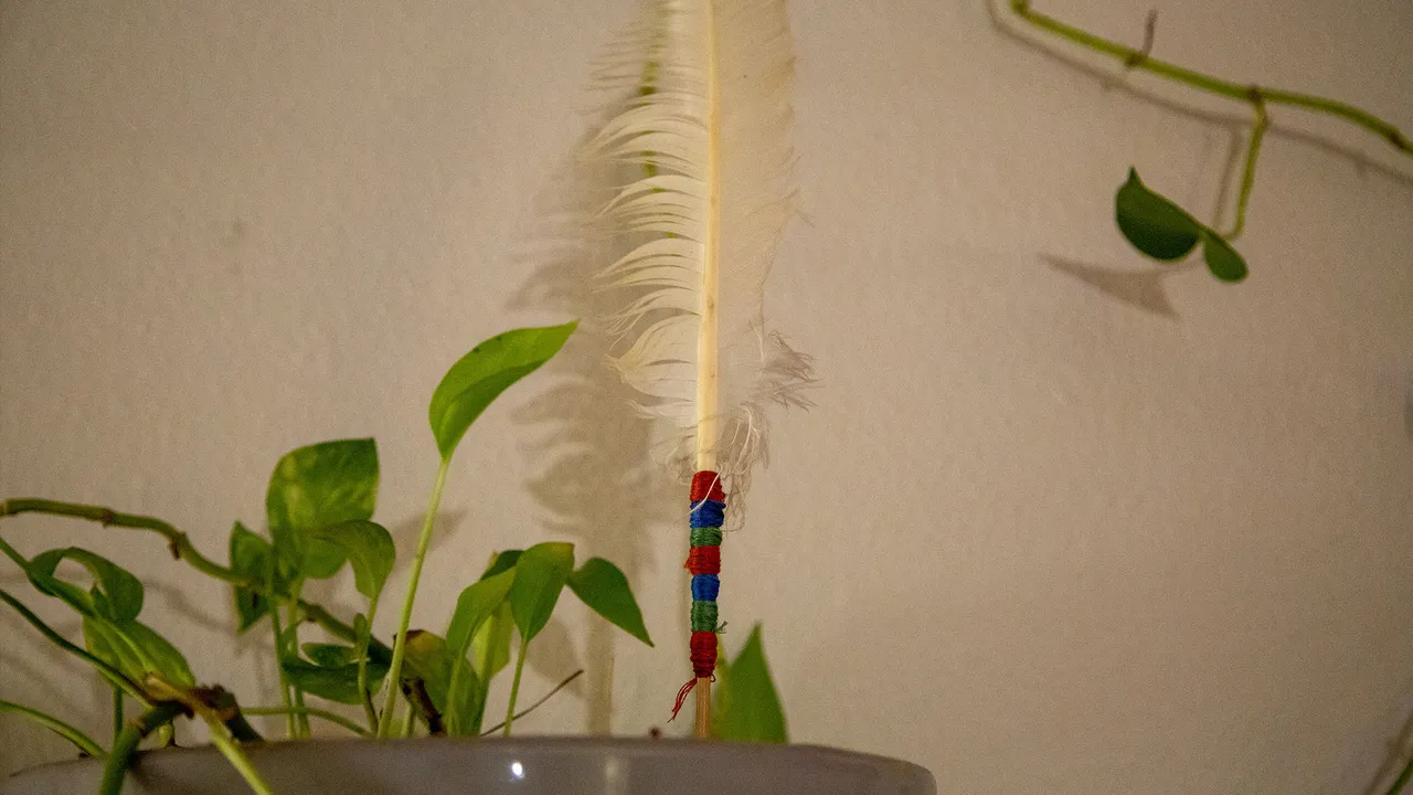 My uncle gave me this goose feather, which I like to see standing in a living plant.