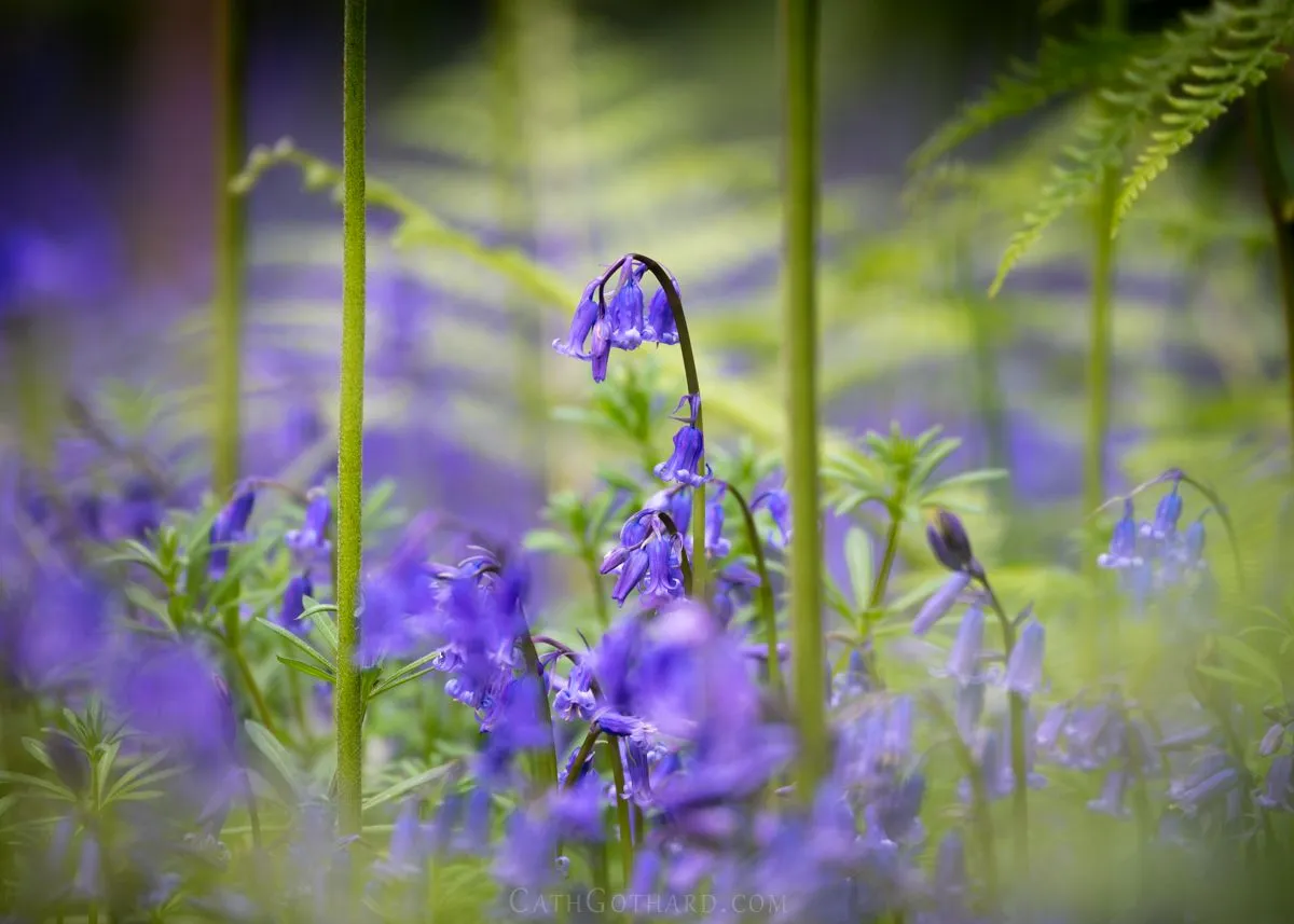 Bluebells-2.jpg