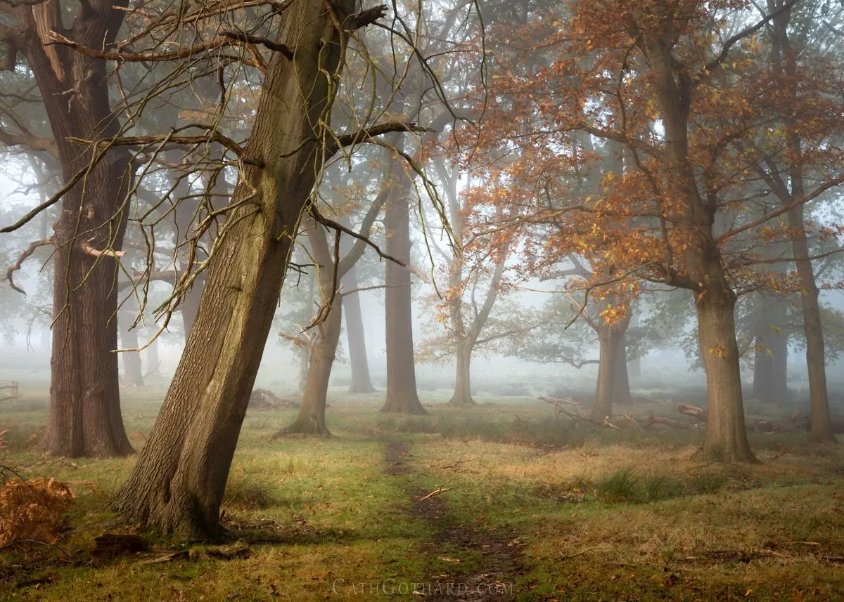 FrostyFog-6c.jpg