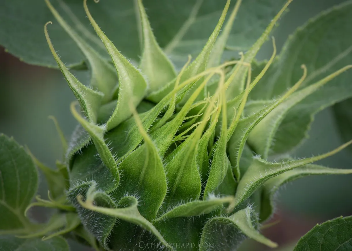 22-07-23_Allotment-11.jpg