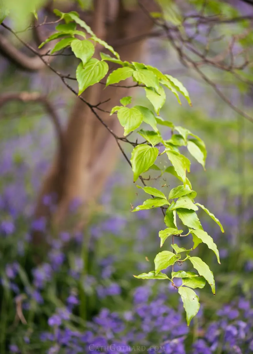 Bluebells2-1a.jpg