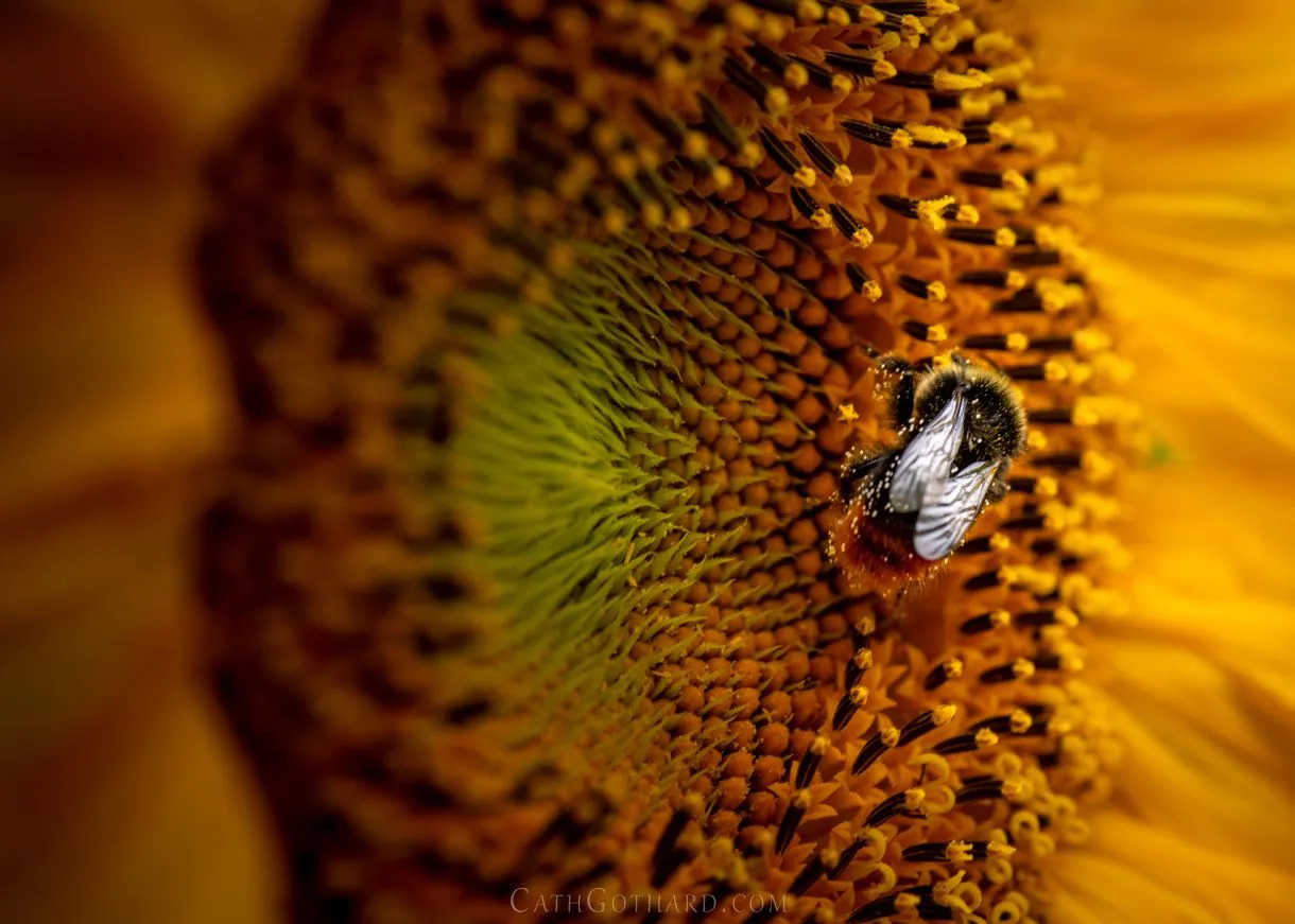 22-07-23_Allotment-1a.jpg