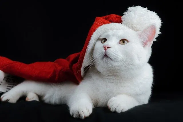 cat-5836297_640.webp