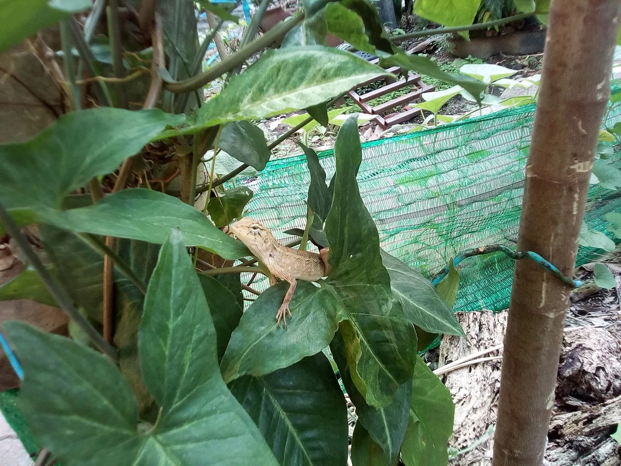 gardenfriend2.jpg