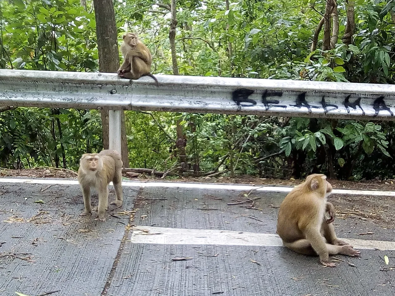 walkmonkey6.jpg