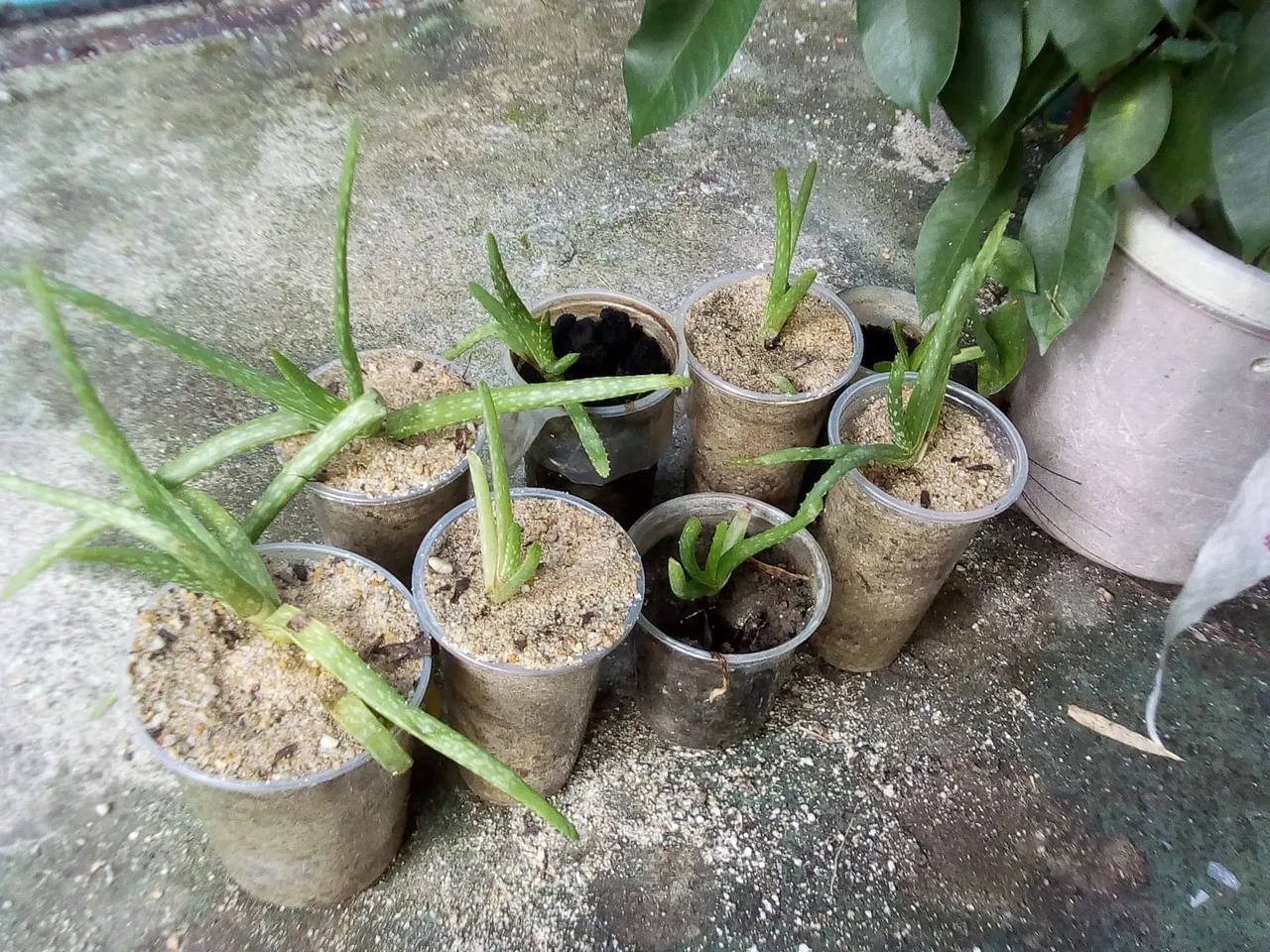 gardenaloebabies.jpg