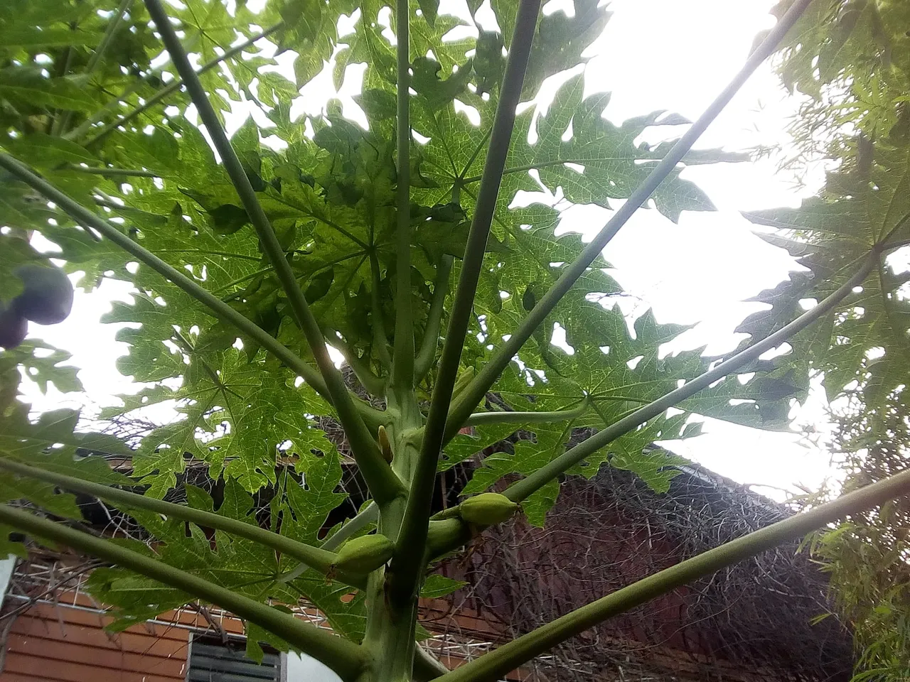 gardenpapayagirl.jpg