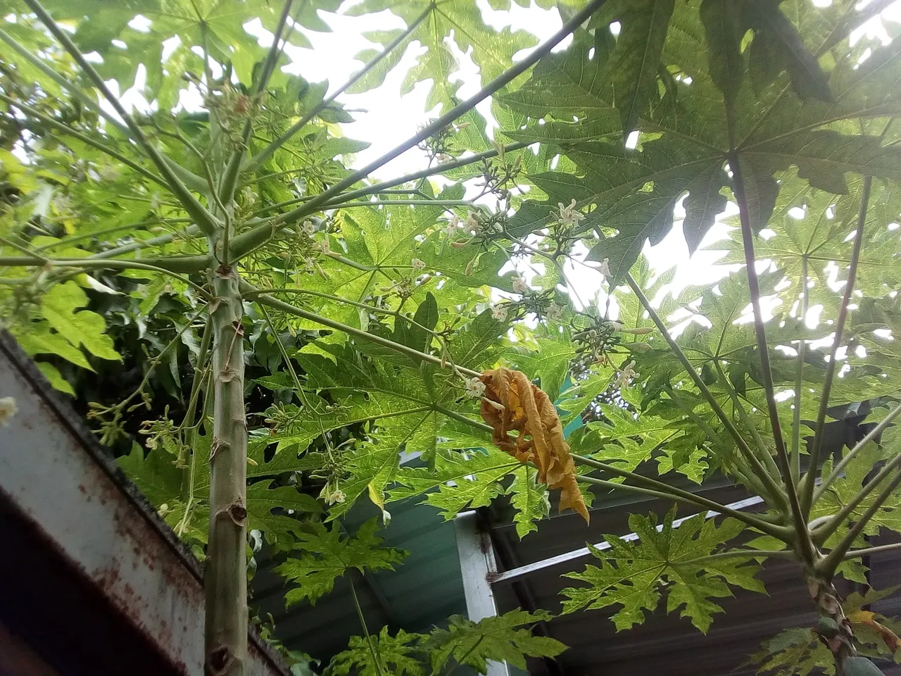 gardenpapayaboy.jpg