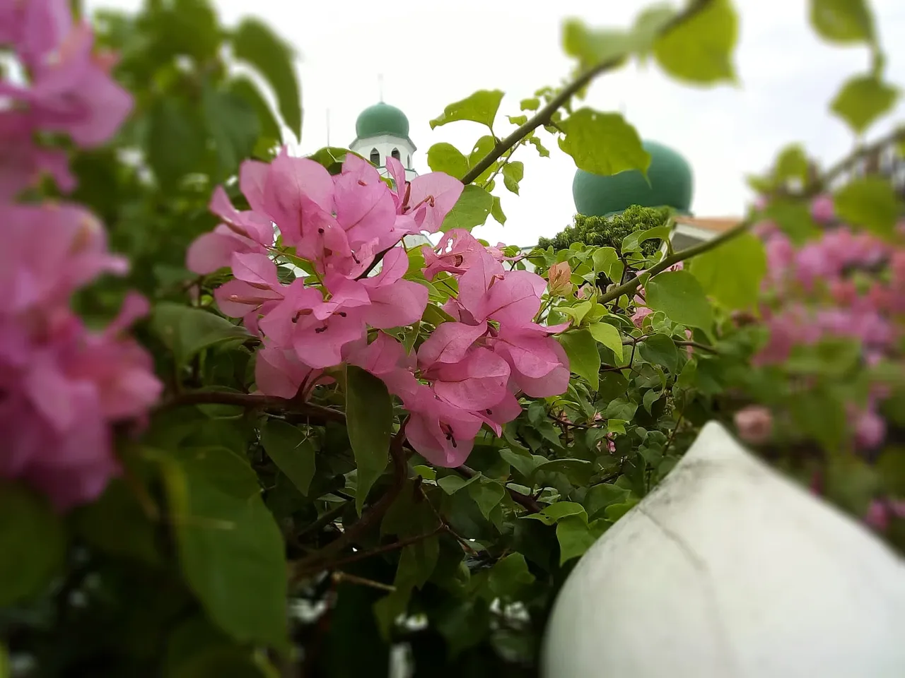 masjid flowers4.jpg