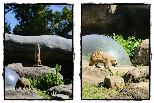 suri collage2.jpg