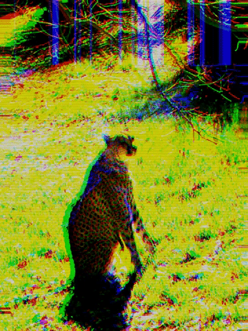 leopardo bad tv gif.gif