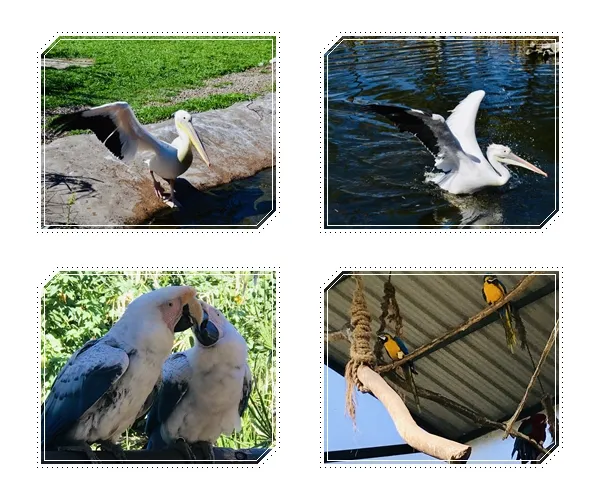 pajaros collage temaiken.jpg