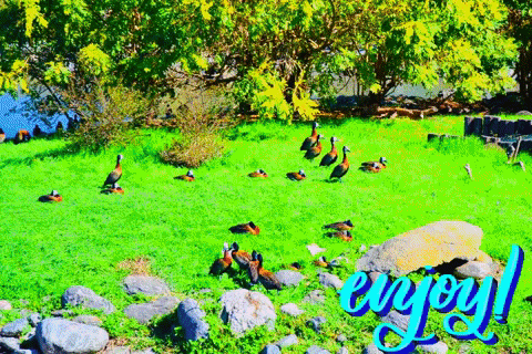 enjoy 2.gif
