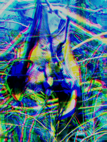 gif murcielago.gif