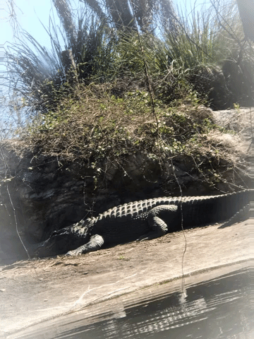 sueño de cocodrilo.gif