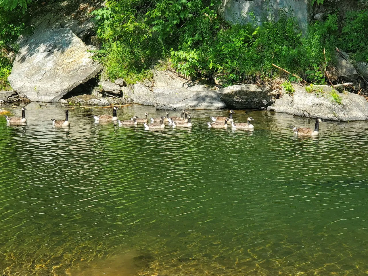 canada geese fambly.jpg
