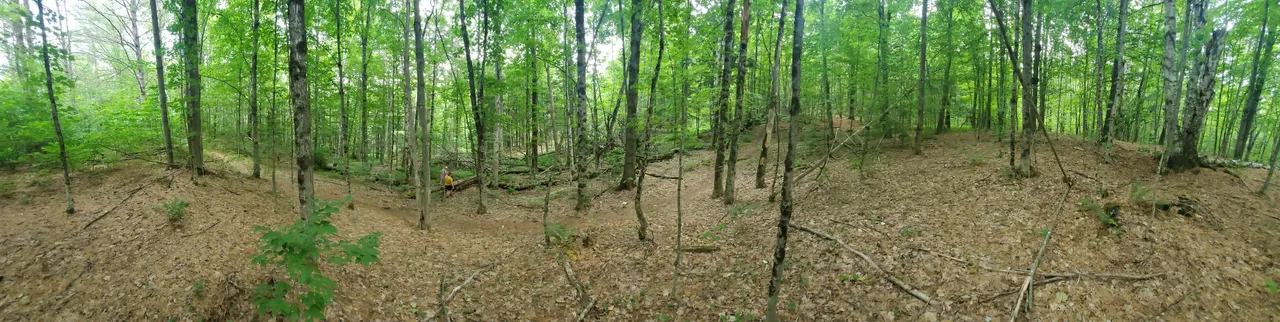 woods panorama.jpg