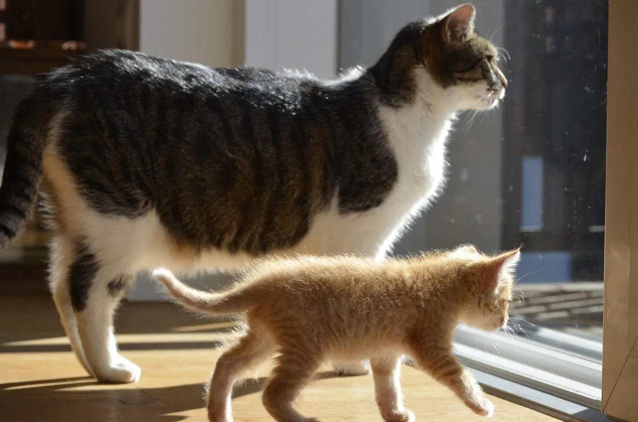 odd-couple-2372106_1280.jpg