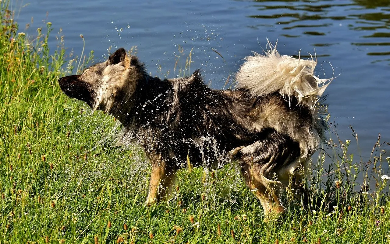 eurasier-2406319_1280.jpg