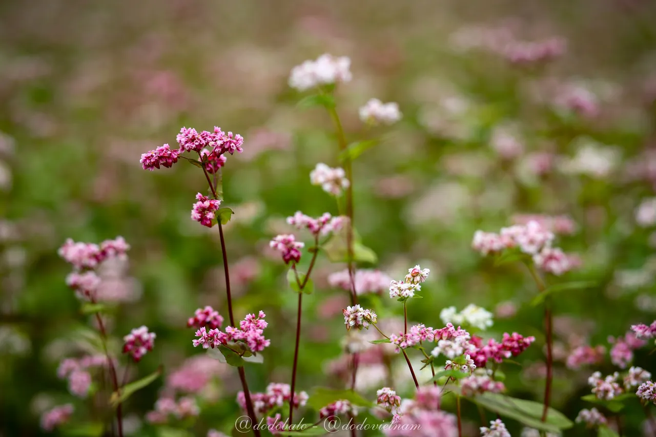 The time I went to Ha Giang was during the buckwheat flower season, so I saw them everywhere.