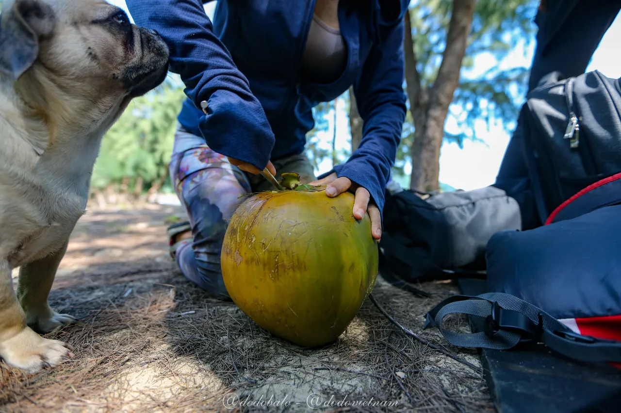 Sunnie has a great tool for getting the water out of the coconuts.