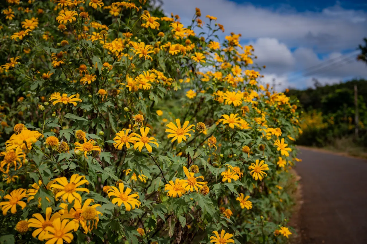 The wild sunflower is the sign of ripe coffee season in my hometown