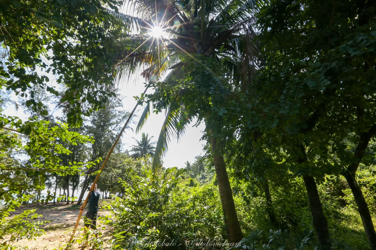 Danilas spent quite a bit of effort using long bamboo to pick coconuts.