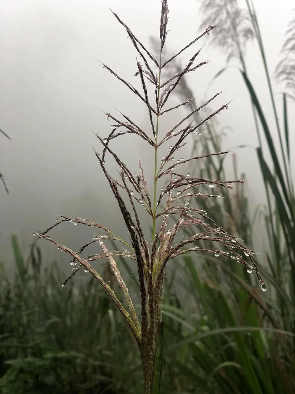 337905F2-BBA4-47BC-AB09-6A30F6E26517.jpeg