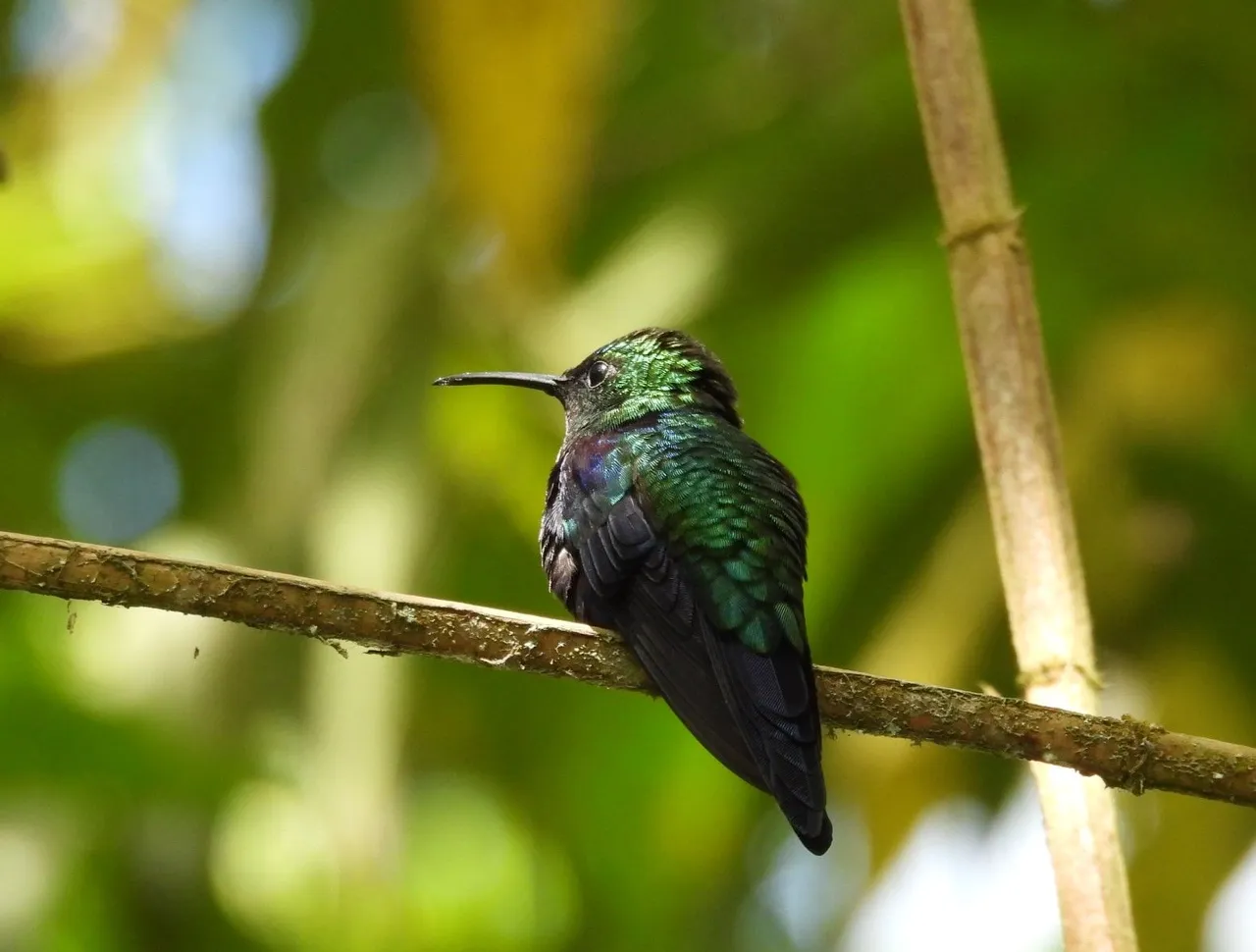 Ninfa Corona violeta.jpg