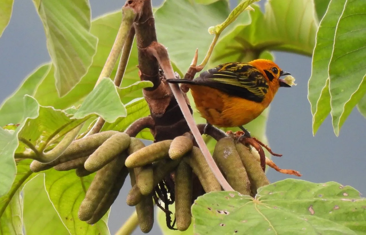 Golden Tananger-Tangara arthus.JPG