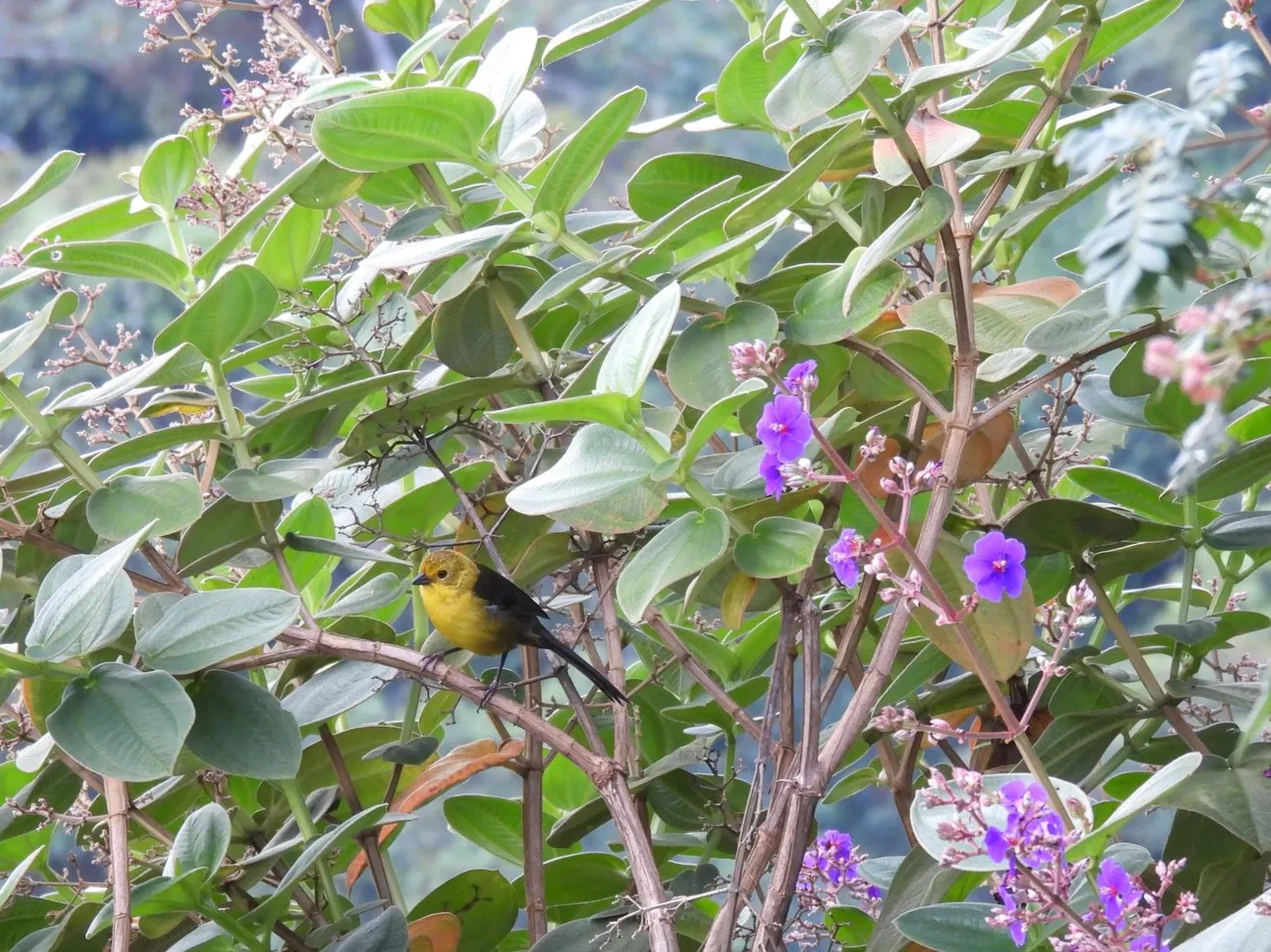 Atlapetes flaviceps.jpg