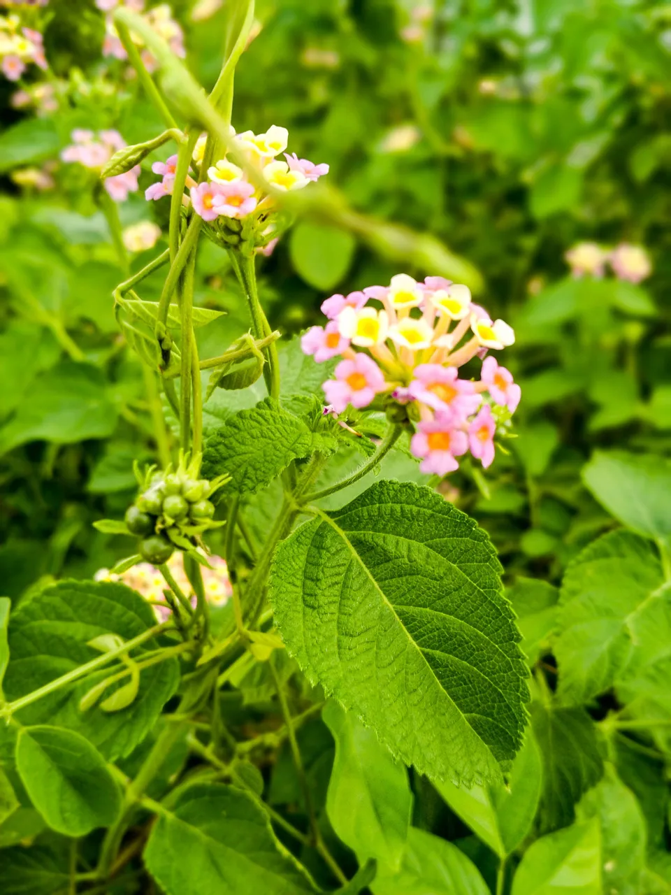 IMG20230607165559.jpg