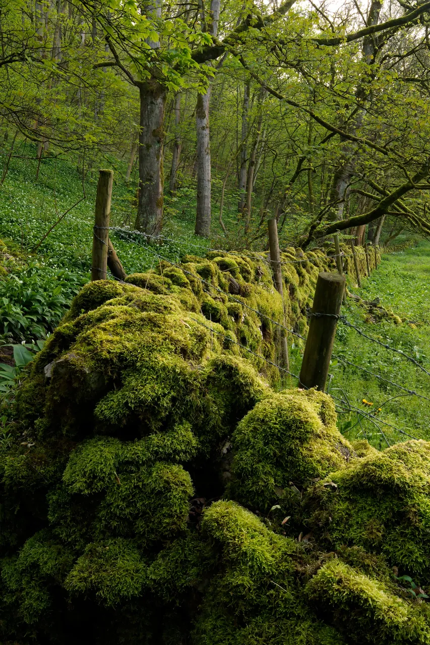 Dry-stone-wall-focus-stack1.jpg