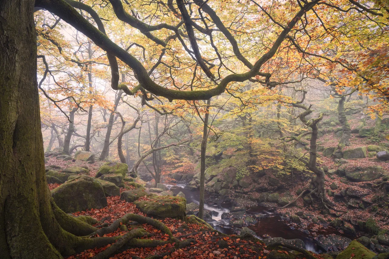 Padley5_Hive.jpg