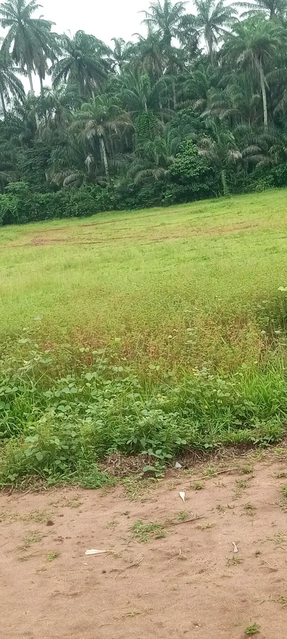 IMG_20250704_100957_490.jpg