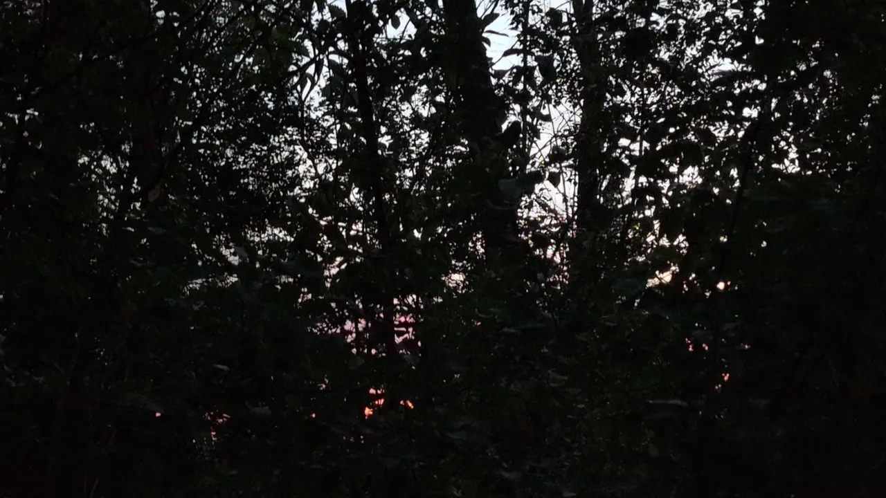 IMG_20250731_044651.jpg