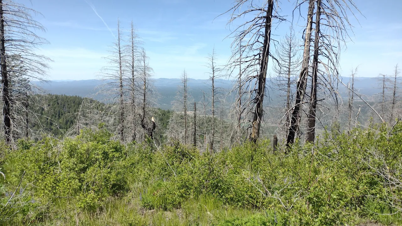 IMG_20250525_115250.jpg