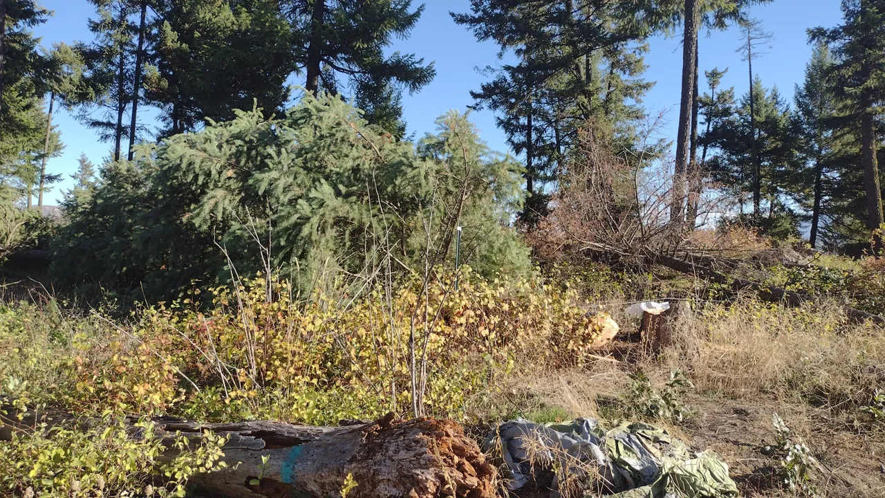 IMG_20231013_101124.jpg