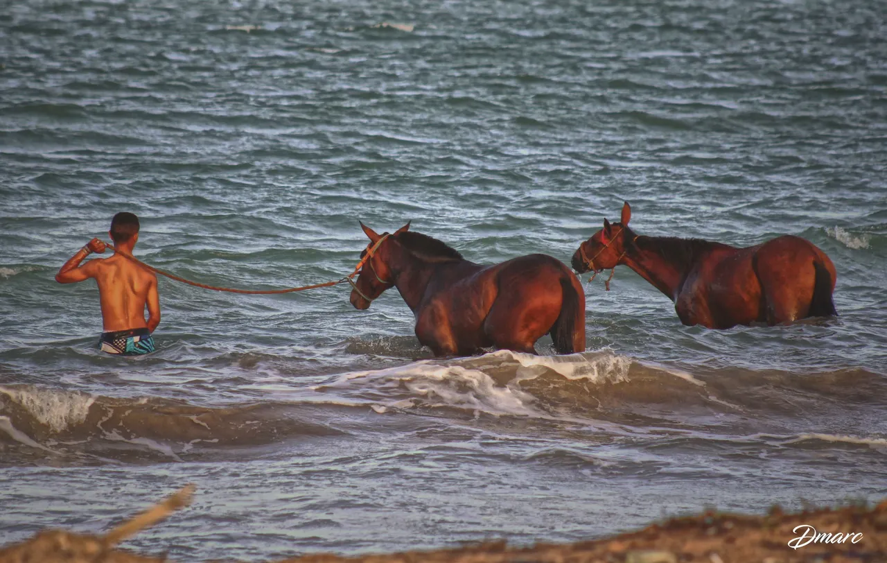 horses in the ocean.jpg