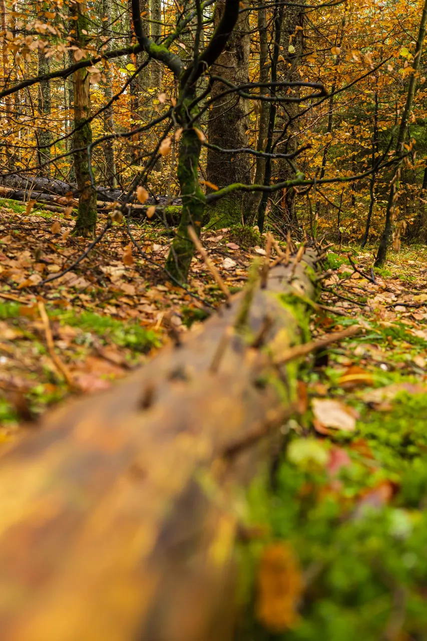 _MG_3500.jpg