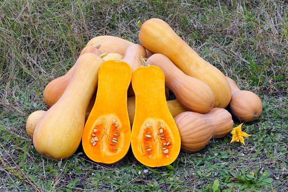 butternut-squash-109131_960_720.jpg